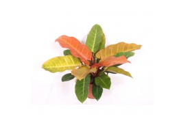 Philodendron Philodendron Prince of Orange1 pp
