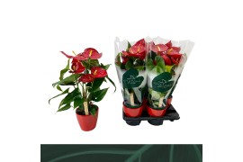 Anthurium andr. nevada Anthurium rood keramiek 14cm5 bl.