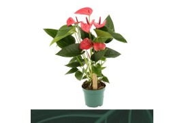 Anthurium Andr. Melito Anthurium Melito 12cm5 bl.