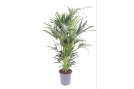 Howea forsteriana Howea forsteriana 10 per pot10 pp