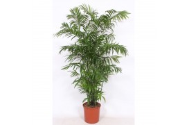 Chameadorea seifrizii Chamaedorea Seifrizii20 pp