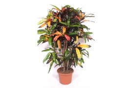 Codiaeum variegatum Codiaeum Mango (Croton Mango)1 pp