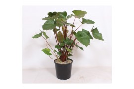 Homalomena rubescens maggy