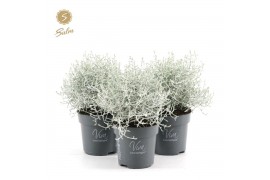 Leucophyta brownii challenge Viva Leucophyta brownii ‘Challenge’ P10