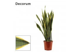 Sansevieria trifasciata laurentii Sansevieria Laurentii 21 cm (Decorum