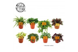 Kamerplanten mixkar mix kar 12cm