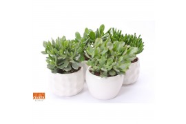 Crassula mix Crassula mix in Paros 15