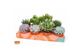 Succulenten mix Succulent mix 12