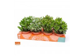 Crassula mix Crassula mix 12