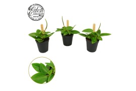 Peperomia pixie Peperomia Pixie 5,5cm