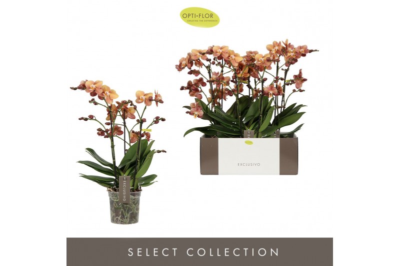 Phalaenopsis multiflora oranje Exclusivo Monaco Gold 3 spike 25 bl. 3  