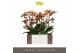 Phalaenopsis multiflora oranje Exclusivo Monaco Gold 3 spike 25 bl. 3  
