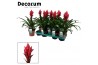 Guzmania patricia Guzmania Patricia (Decorum) 1 bl.