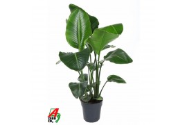 Strelitzia nicolai Strelitzia Nicolai P24(zonder bloem)zonder bloem bl