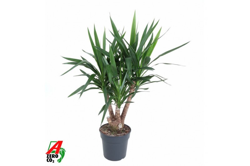 Yucca Yucca vertakt 3-arm P27pp 