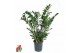 Zamioculcas zamiifolia Zamioculcas Zamiifolia P27tak/plnt 