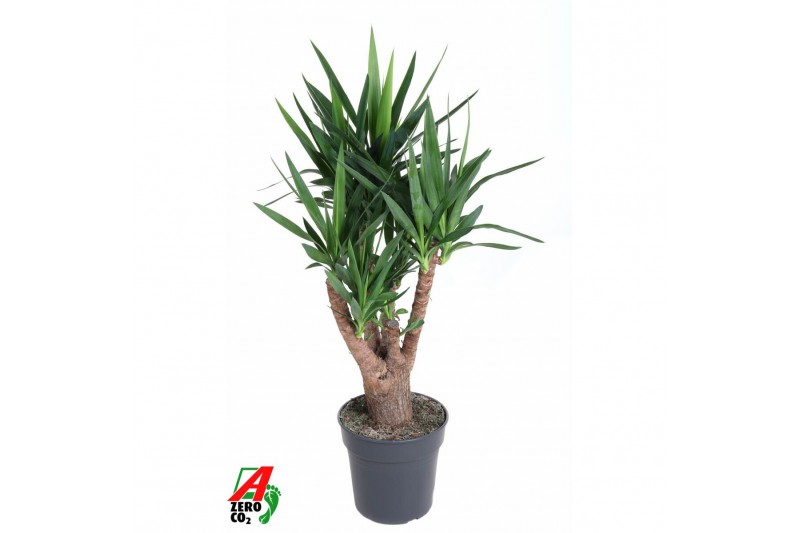Yucca Yucca vertakt 4+-arm P27pp 