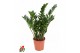 Zamioculcas zamiifolia Zamioculcas Zamiifolia P21tak/plnt 