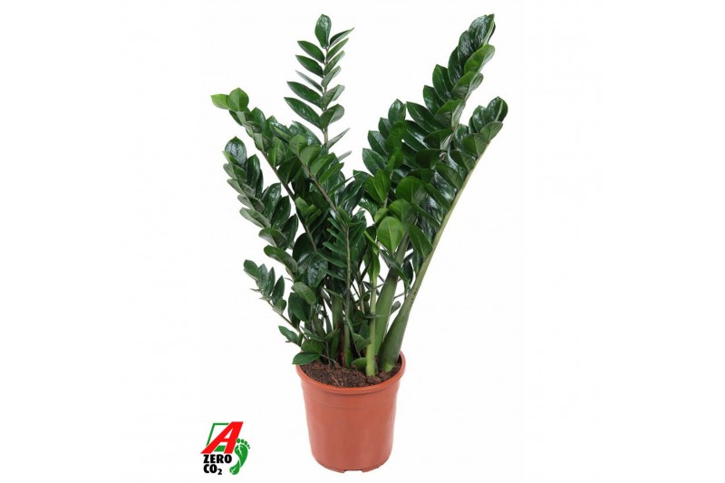 Zamioculcas zamiifolia Zamioculcas Zamiifolia P2410 tak/plnt 