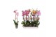 Phalaenopsis mix Phalaenopsis 6 color mix, 2-spike 14+14 bl. 2 tak/pln 