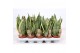 Sansevieria trifasciata superba Sansevieria Superba 