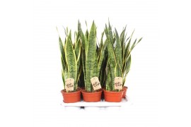 Sansevieria trifasciata laurentii Sansevieria Laurentii
