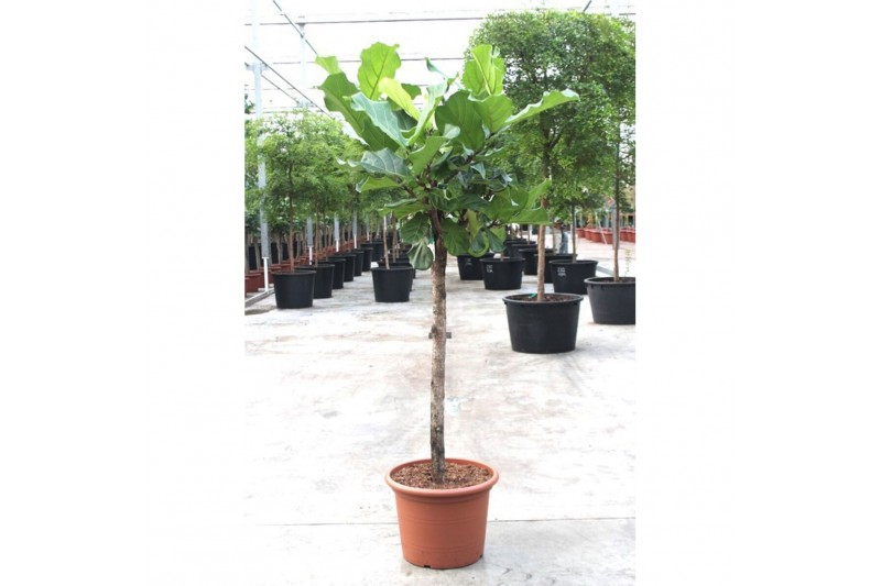 Ficus lyrata Ficus lyrata1 pp 