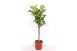 Ficus lyrata Ficus lyrata1 pp