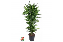 Dracaena fragrans cintho Dracaena Cintho vertakt P311 pp