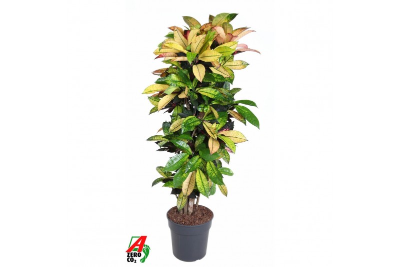 Codiaeum variegatum mrs iceton Codiaeum Mrs Iceton vertakt P31pp 