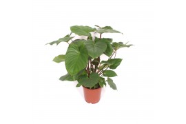 Homalomena rubescens maggy