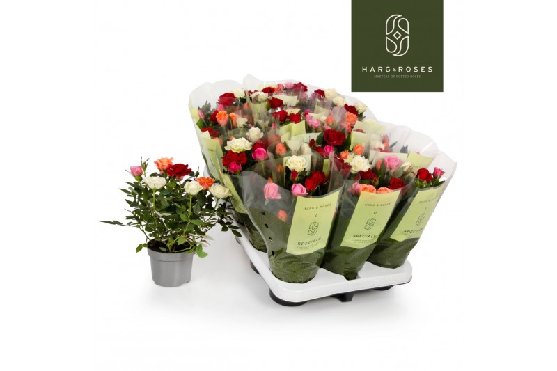 Rosa kordana quattrose QuattRose Kordana6 bl. 