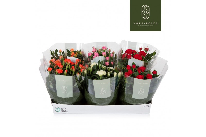 Rosa kordana mix Rosa Kordana Schaal18 bl. 