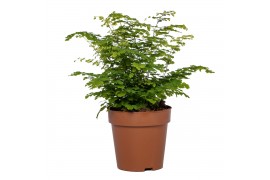 Adiantum fritz luthi Adiantum Fritz Luthi35 cm diameter