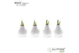 Hippeastrum gewaxt Waxz® to Create White1 tak/plnt