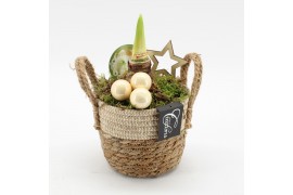 Arrangementen hippeastrum HXFD-2507W Xmas Amaryllis Fundamentals 1 pp