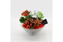 Arrangementen kamerplanten BAXM-2504R Xmas Fundamentals 3 pp