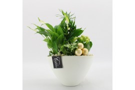 Arrangementen kamerplanten BAXM-2512W Xmas Fundamentals 4 pp