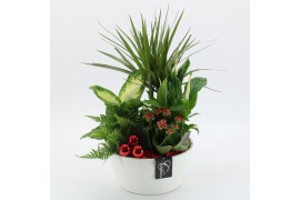 Arrangementen kamerplanten BAXM-2513R Xmas Fundamentals 5 pp