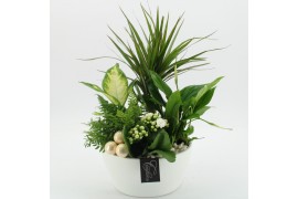 Arrangementen kamerplanten BAXM-2513W Xmas Fundamentals 5 pp