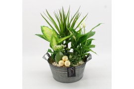 Arrangementen kamerplanten BAXM-2516W Xmas Fundamentals 5 pp