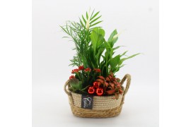 Arrangementen kamerplanten BAXM-2519R Xmas Fundamentals 4 pp