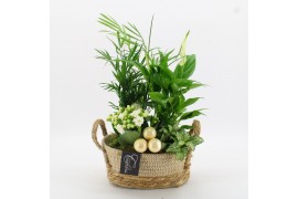 Arrangementen kamerplanten BAXM-2519W Xmas Fundamentals 4 pp