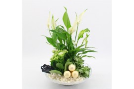 Arrangementen kamerplanten BAXM-2502W Xmas Fundamentals 3 pp