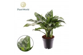 Aglaonema maria Aglaonema Maria 2 pp