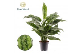 Aglaonema Aglaonema Romeo 2 pp