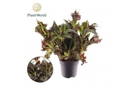 Begonia blad Begonia heracleifolia Vampire 3 pp