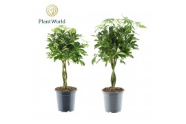 Schefflera arboricola gevlochten stam Schefflera gevlochten stam mix 4