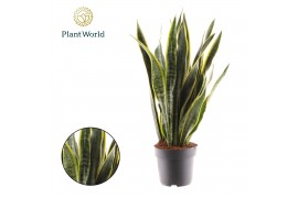 Sansevieria trifasciata laurentii Sansevieria Laurentii 2 pp