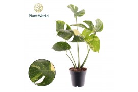 Monstera deliciosa thai constellation Monstera Thai Constellation 1 pp